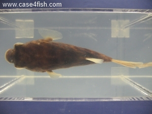Foto Galerie/Tetraodontiformes/Tetraodon lineatus/Tetraodon lineatus_07_S.jpg